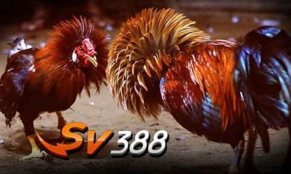 SV388 Trực Tiếp - Trang đá gà mạng hot nhất Việt Nam